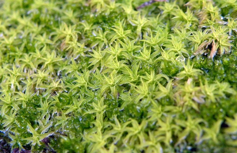 Bryophyta: dubbi sulla sospetta Pleurochaete squarrosa